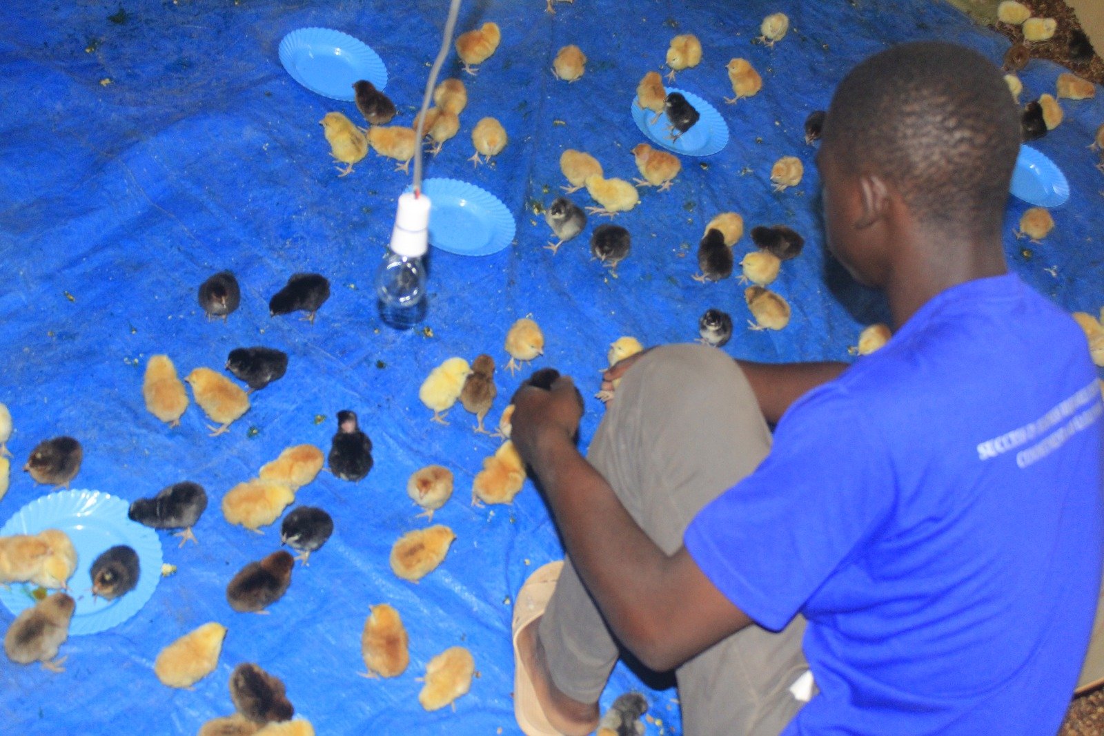 NefCord Poultry Enterprise  Generating Income To Fund Education